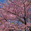 河津桜