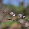 梅か桃か桜か