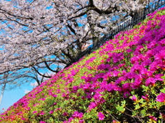 つつじと桜