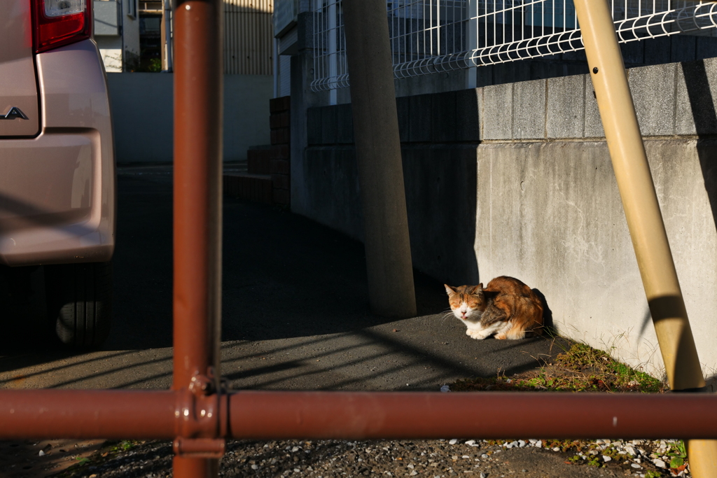 ベロが出ちゃう