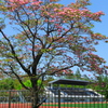 花が咲き動き出す