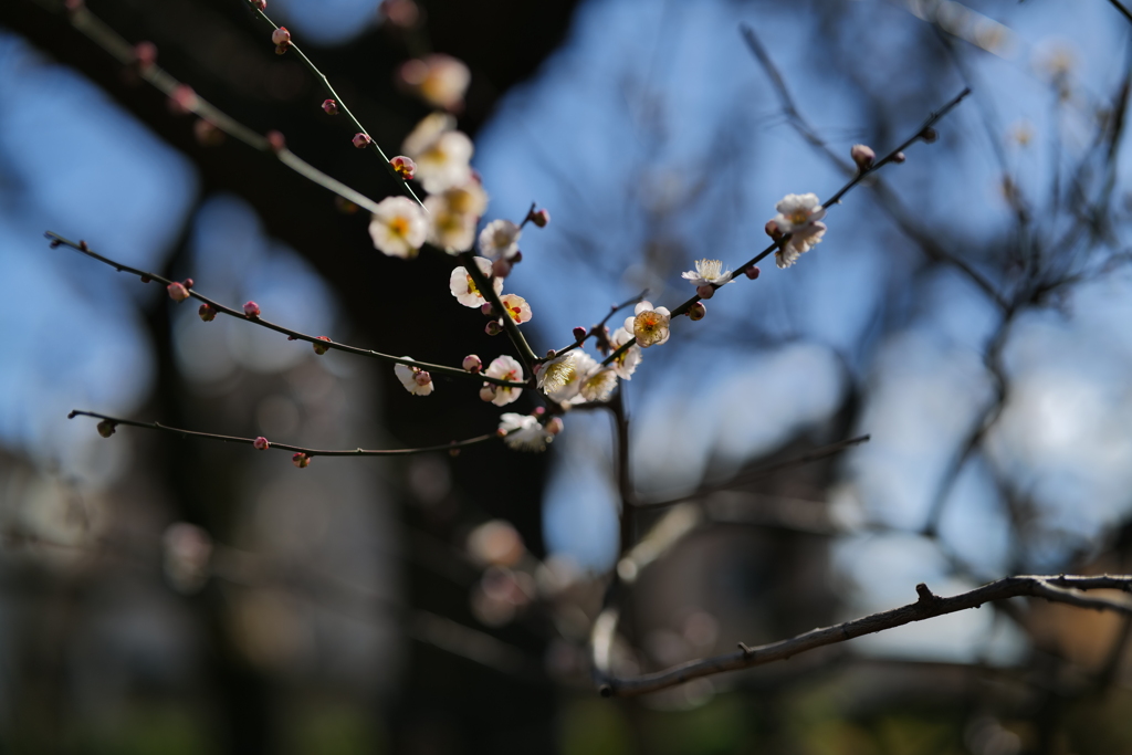 梅か桃か桜か