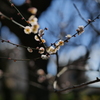 梅か桃か桜か