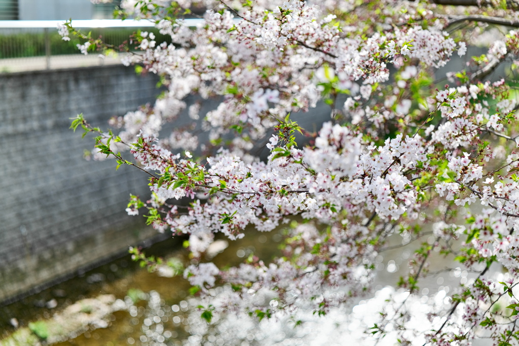 石神井川と桜　うす味