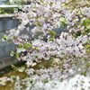 石神井川と桜　うす味