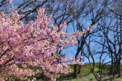 河津桜