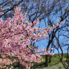 河津桜