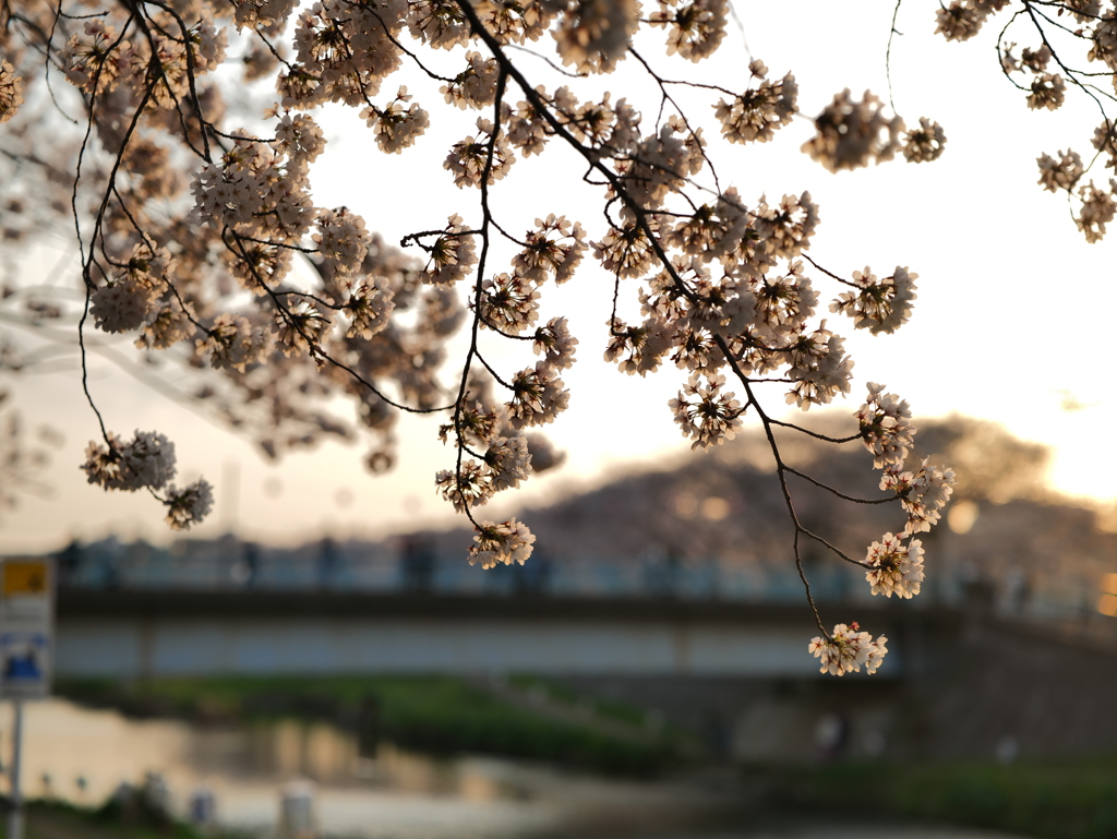 夕時に照らされて