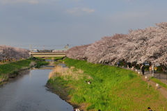 黒目川と桜と東武東上線