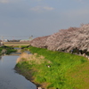 黒目川と桜と東武東上線