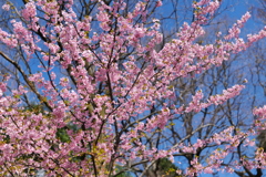 河津桜