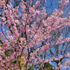 河津桜