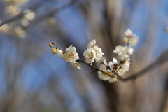 梅か桃か桜か