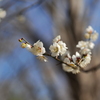 梅か桃か桜か