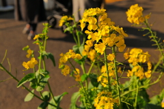 菜の花と家路に向かう親子