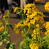 菜の花と家路に向かう親子