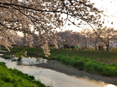 夕時の桜