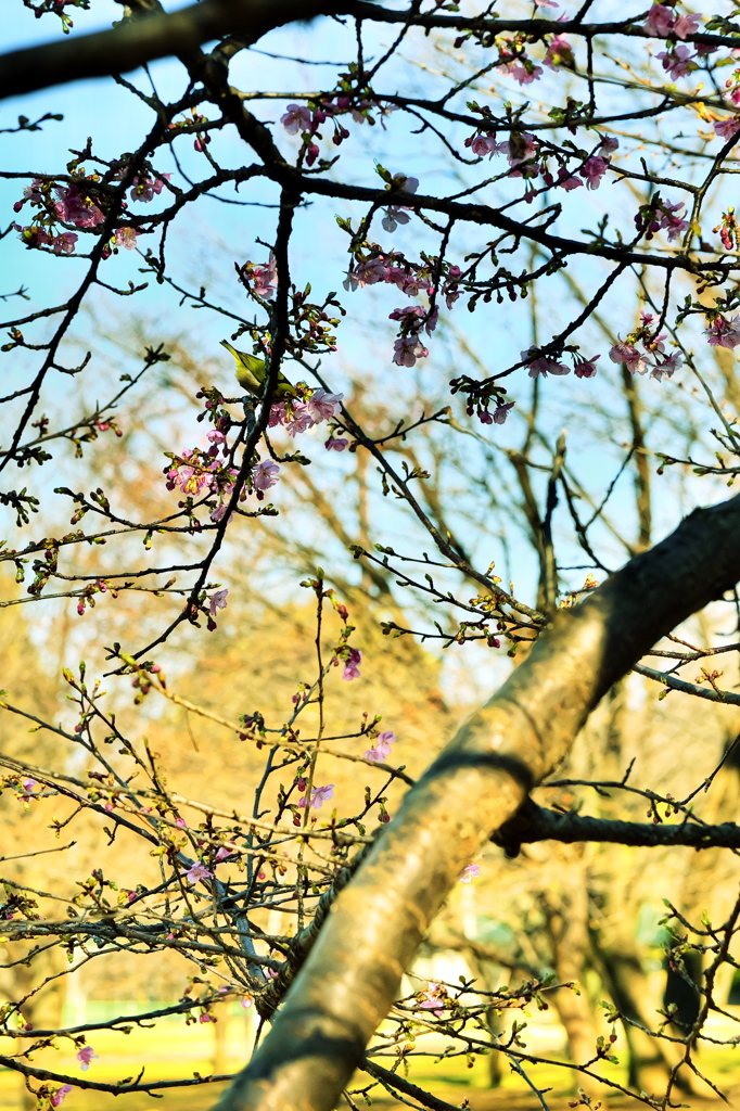 メジロと河津桜の蜜