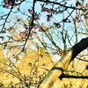 メジロと河津桜の蜜