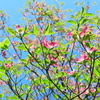 飛び出す花びら