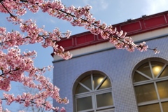 桜