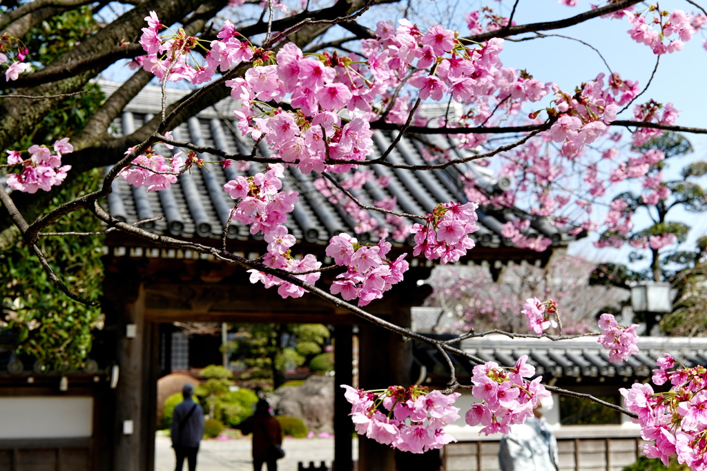 お寺の桜