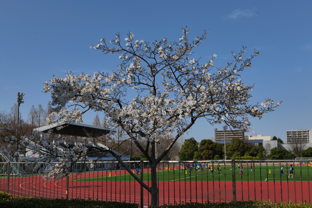 コブシとスポーツ