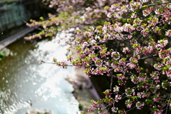 石神井川と桜　濃い味