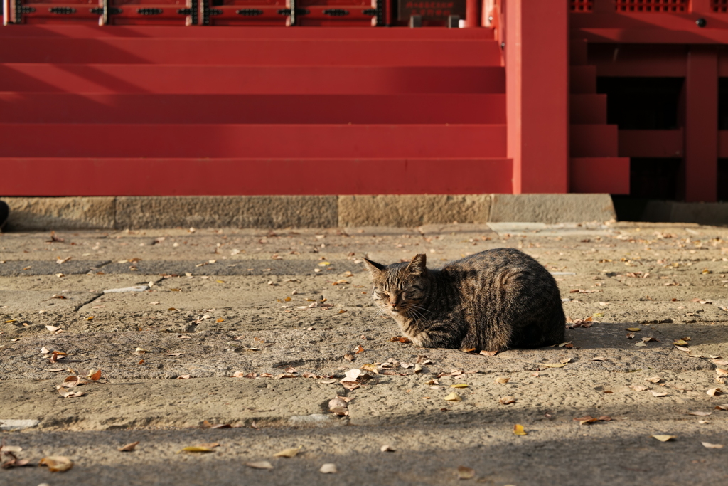 三芳野神社の猫様