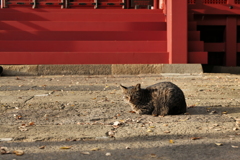 三芳野神社の猫様