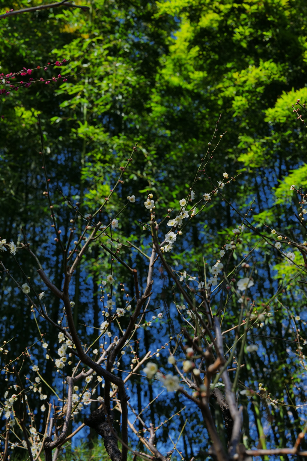 梅か桃か桜か