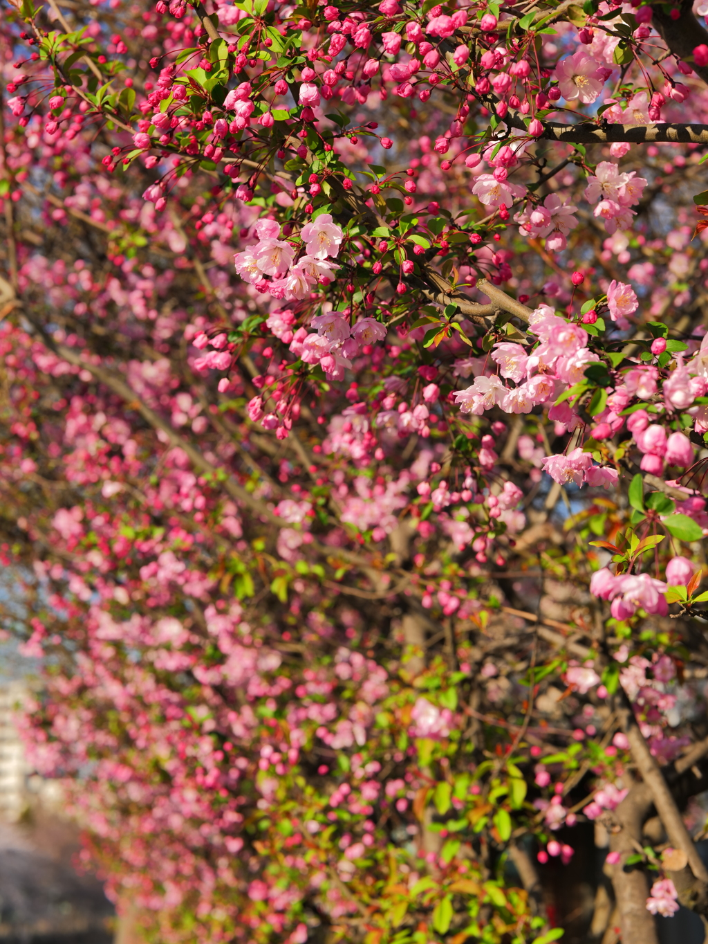 奥へと続く梅の花