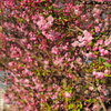 奥へと続く梅の花