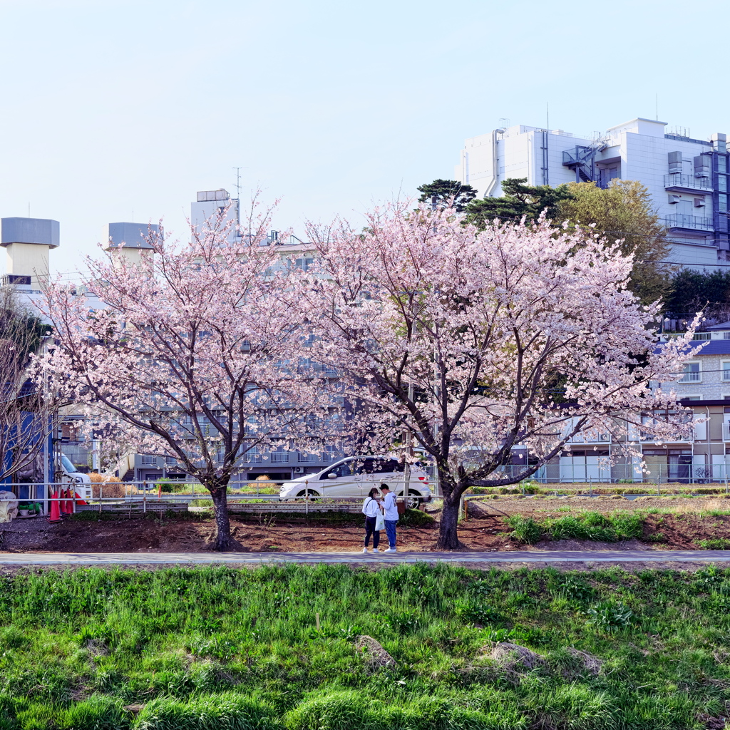 桜が咲くから