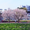 桜が咲くから