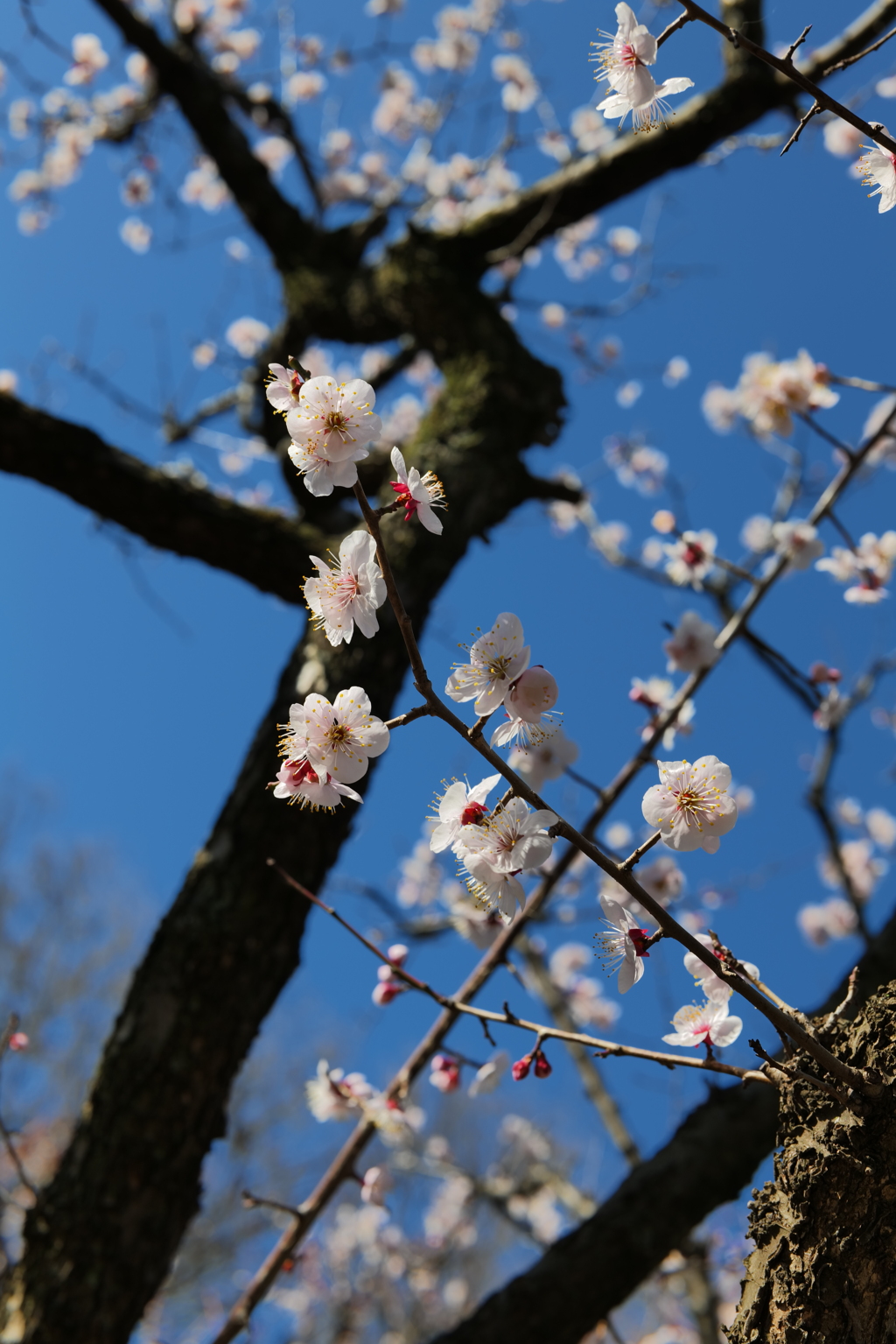 梅か桃か桜か