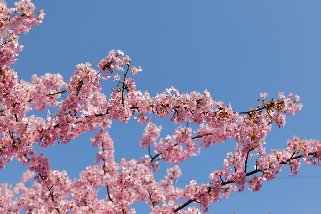 桜