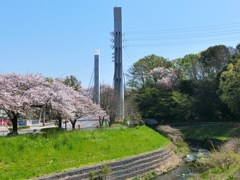 市場坂橋と桜たち