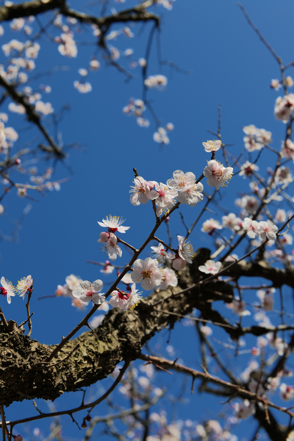 梅か桃か桜か