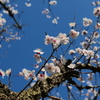 梅か桃か桜か