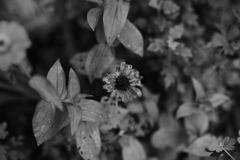 終わりの花