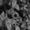 終わりの花
