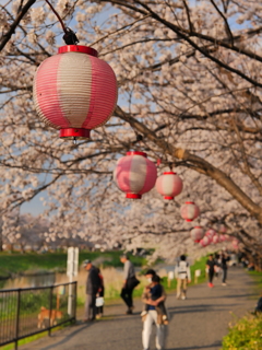 桜の中へと続く道