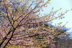 河津桜