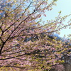 河津桜