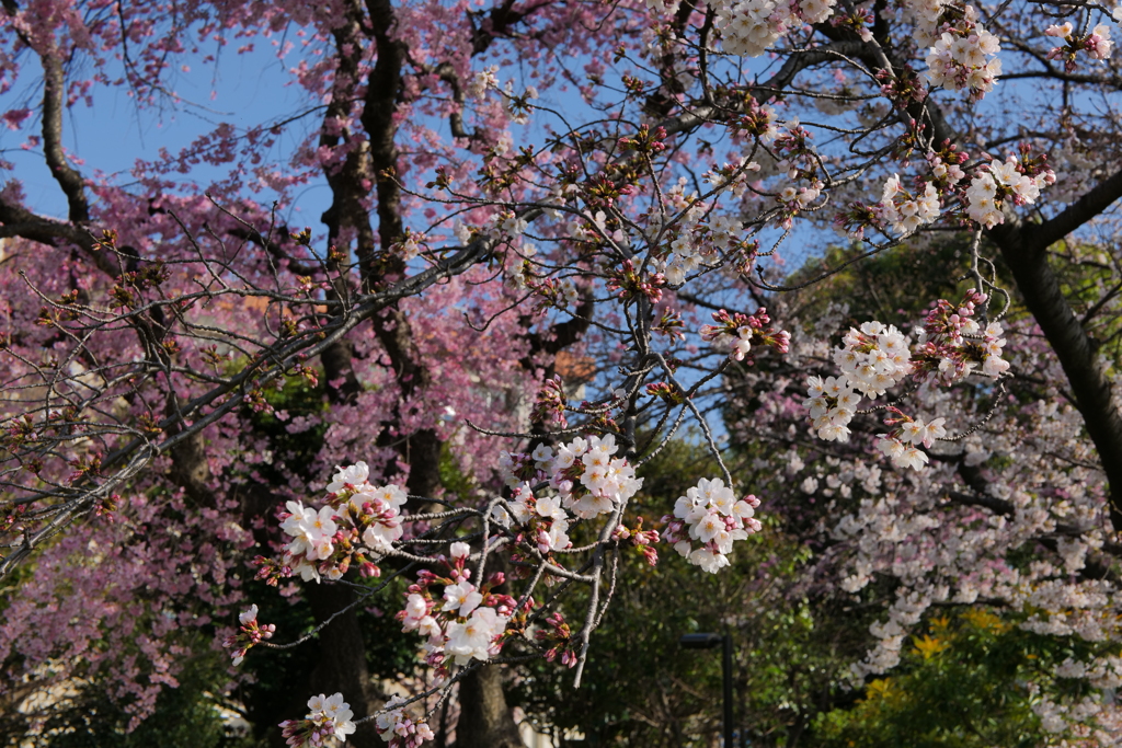 桜