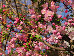 寄り道し　梅の花見て　ほにゃらら