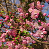 寄り道し　梅の花見て　ほにゃらら