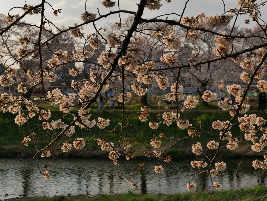 桜の裏側
