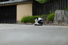 のら猫